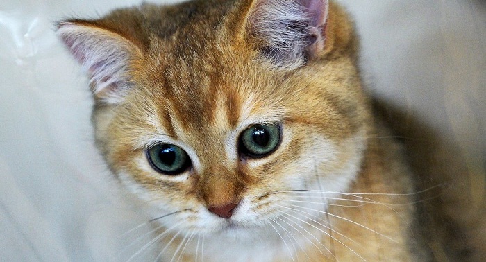 Un religieux saoudien bannit les selfies avec les chats